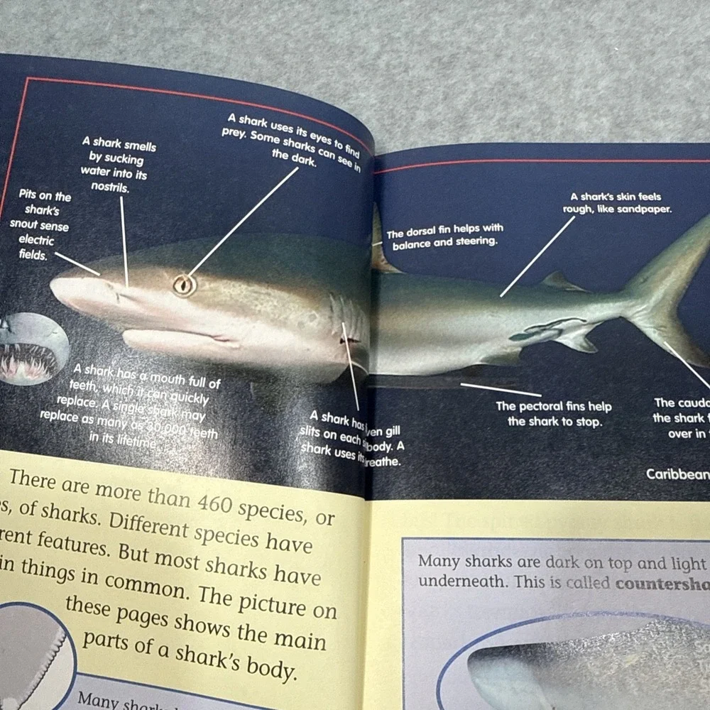 Sharks! by Michael Candelaria;‎ World Discovery Science Readers Homeschool Shark